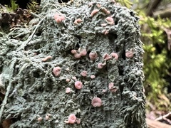 Icmadophila ericetorum