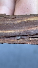 Haplochernes boncicus