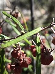 Lasiopetalum rufum