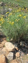 Euryops speciosissimus