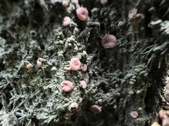 Icmadophila ericetorum