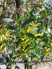 Acacia bulgaensis