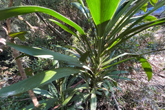 Cordyline