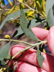 Acacia bulgaensis