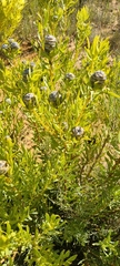 Leucadendron salignum