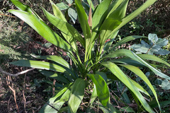 Cordyline