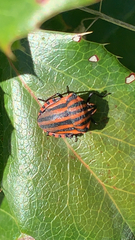 Graphosoma italicum
