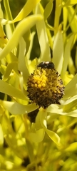 Leucadendron salignum