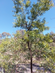 Acacia bulgaensis