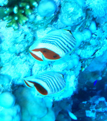 Chaetodon paucifasciatus