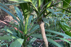 Cordyline