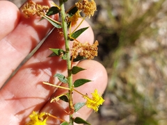 Acacia amblygona