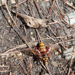 Milesia crabroniformis