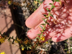 Acacia amblygona