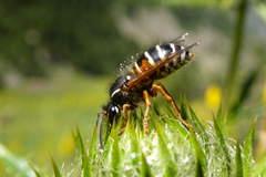 Dolichovespula norwegica