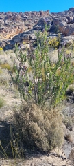 Lobostemon glaucophyllus