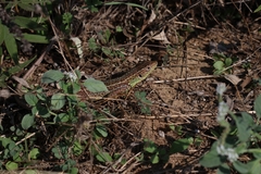 Lacerta diplochondrodes