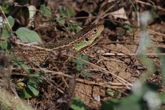 Lacerta diplochondrodes