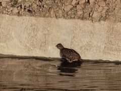 Phasianus colchicus