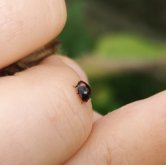 Exochomus quadripustulatus