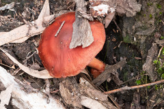 Cortinarius persplendidus