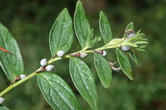 Lithospermum officinale