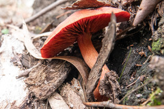 Cortinarius persplendidus