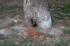 Rattus norvegicus