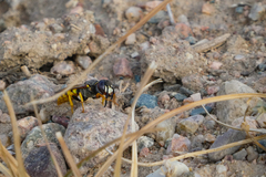 Philanthus