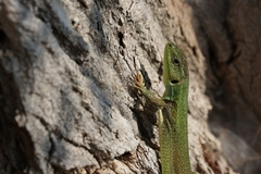 Lacerta diplochondrodes