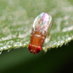 Drosophila melanogaster