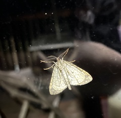 Pseudocoremia productata