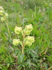 Pterygodium catholicum