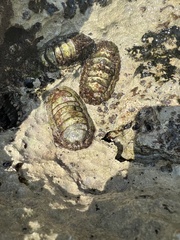 Chiton tuberculatus