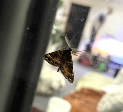 Pseudocoremia productata