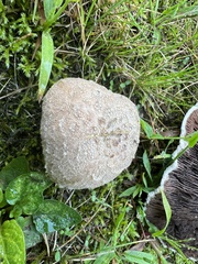 Agaricus