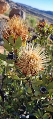 Protea glabra