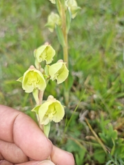 Pterygodium catholicum