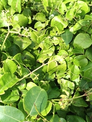 Causonis trifolia