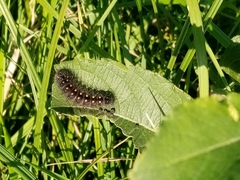 Acronicta auricoma