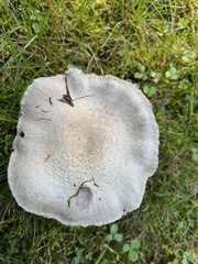 Agaricus