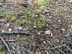 Marasmius pulcherripes