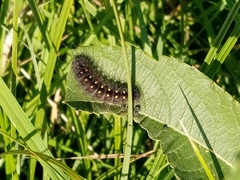 Acronicta auricoma
