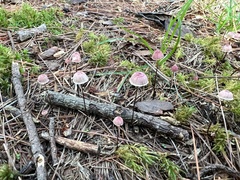 Marasmius pulcherripes