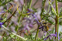 Anthidium
