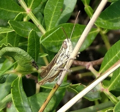Euchorthippus
