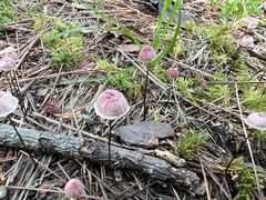 Marasmius pulcherripes