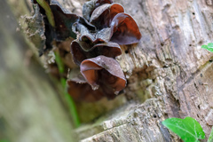 Auricularia auricula-judae