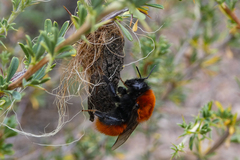 Bombus morawitzi