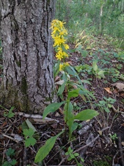 Solidago decurrens